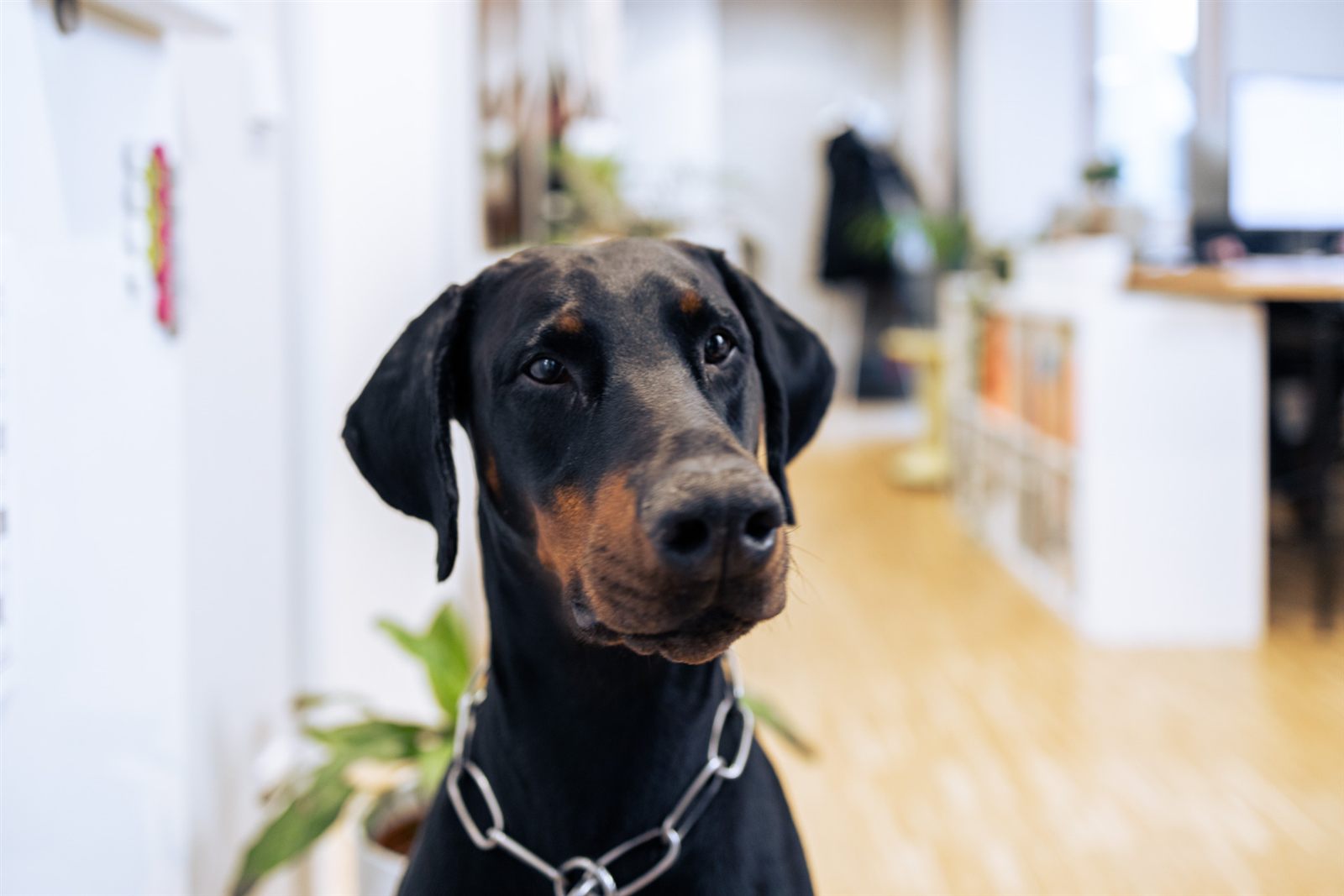 Bruno, der Buerohund von Munsky Architekten